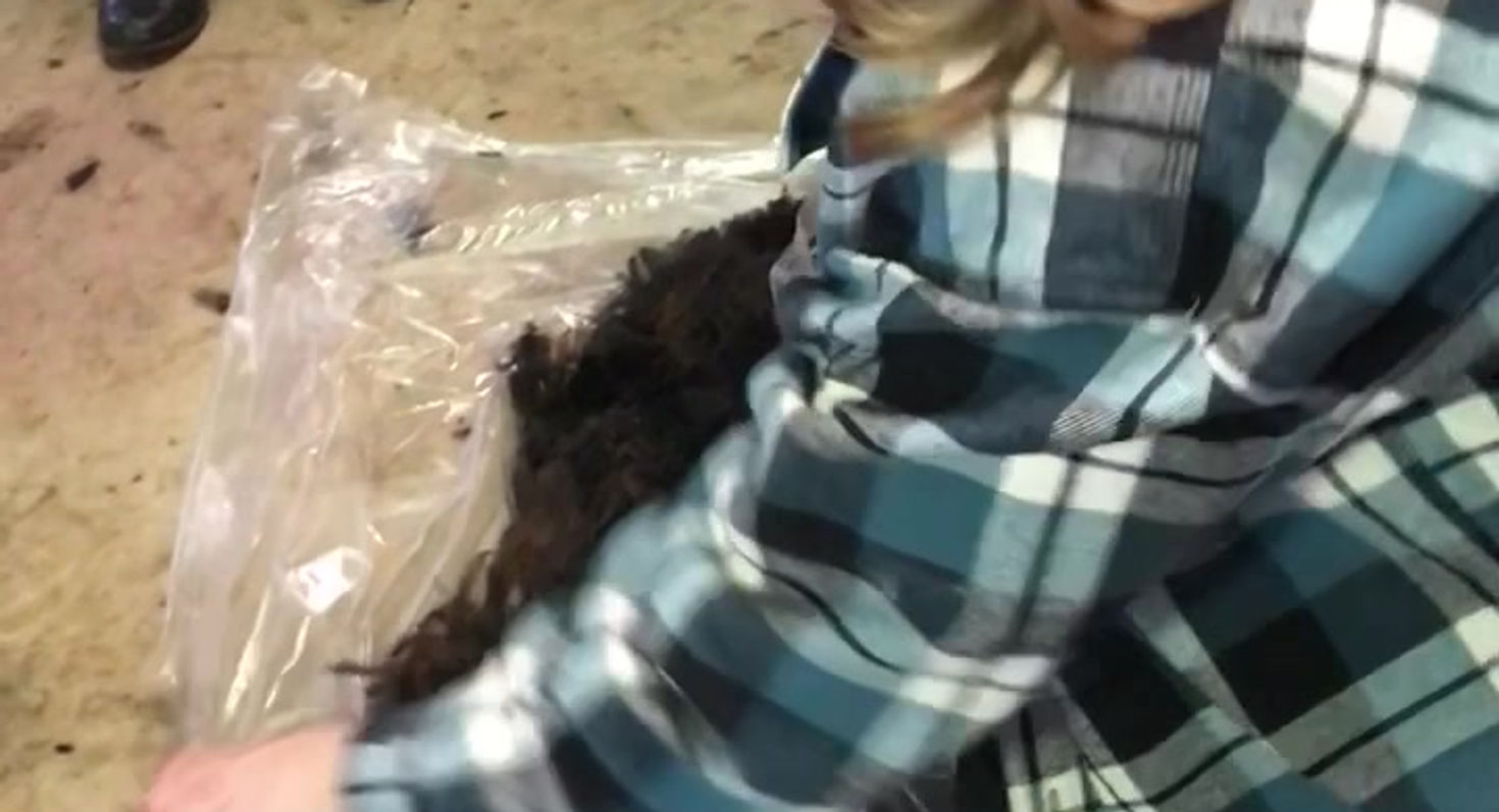 Shearing 2018